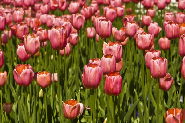 Pink tulips on flowerbed — Stock Photo, Image