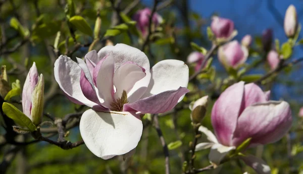 Kwiat magnolii biały — Zdjęcie stockowe