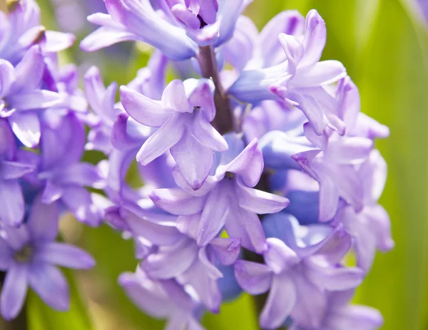 Flores de jacinto azul —  Fotos de Stock