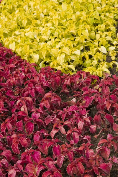 Gele en rode coleus — Stockfoto