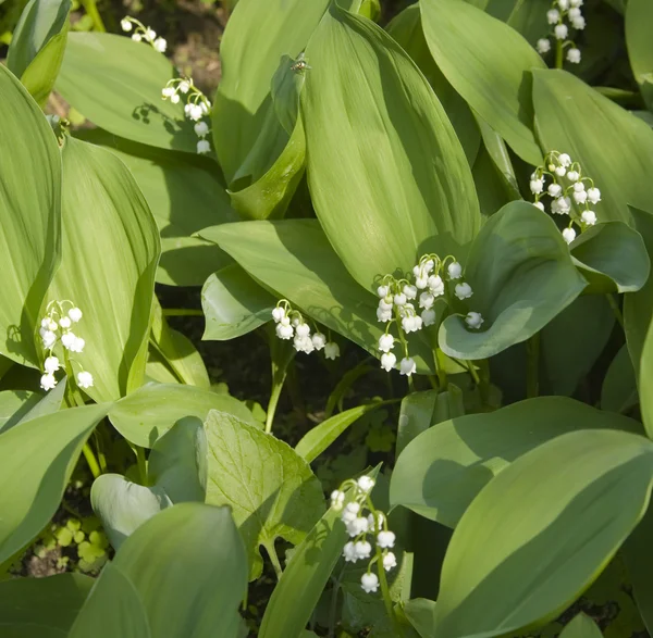 Lily of the valley (Convallaria) — Stockfoto