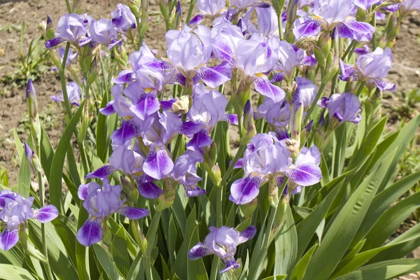 Μπλε ίριδες λουλούδια — Φωτογραφία Αρχείου