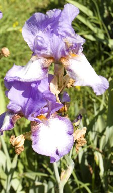 İki süsen mavi ve beyaz