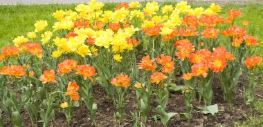 Sarı ve turuncu laleler