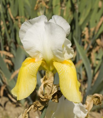 Iris sarı ve beyaz