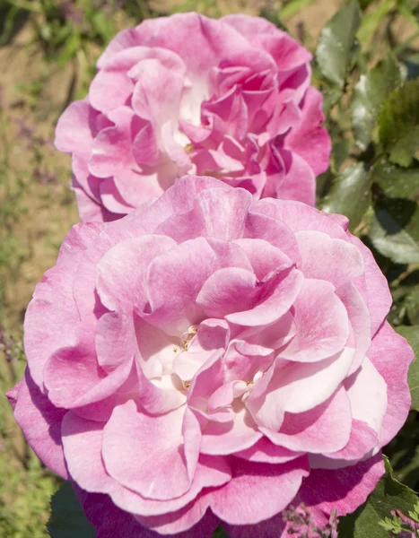 Dos rosas rosadas — Foto de Stock