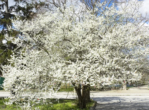 Kirschbaum in Blüte — Stockfoto