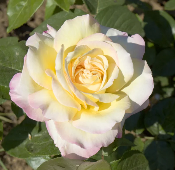 Rosa rosa y amarillo — Foto de Stock
