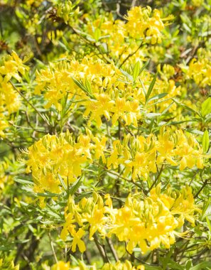 Sarı Rododendron çiçekleri