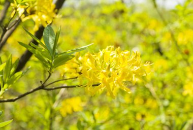 Sarı ormangülü çiçek