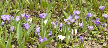 Zeminde mavi çiğdemler