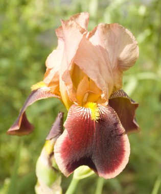 Iris iki kahverengi renk