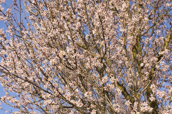 Almond tree in blossom — Stock Photo, Image