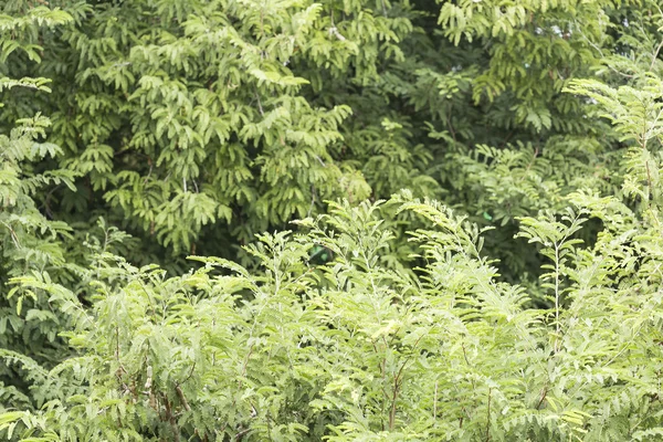 Velké tamarind Tree — Stock fotografie