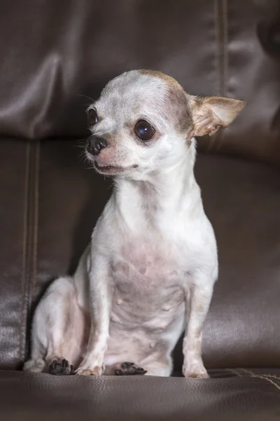 Chihuahua köpek kapalı — Stok fotoğraf