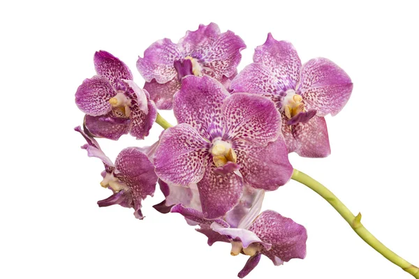Рожева квітка орхідеї — стокове фото