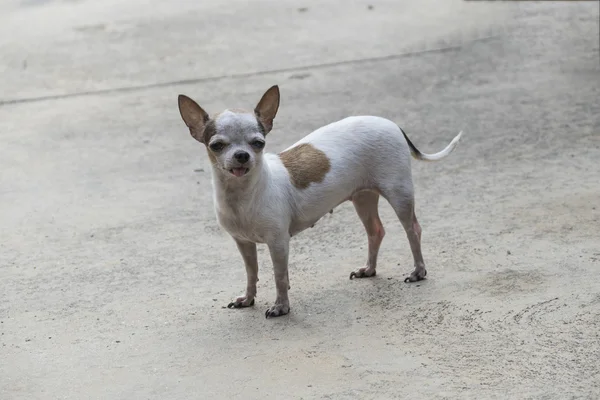 屋外のチワワ犬 — ストック写真