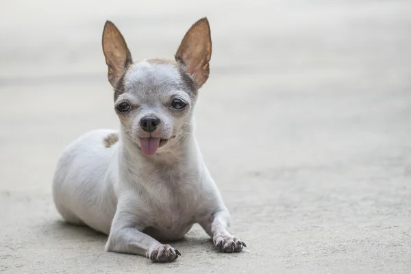 Chihuahua hund utomhus — Stockfoto