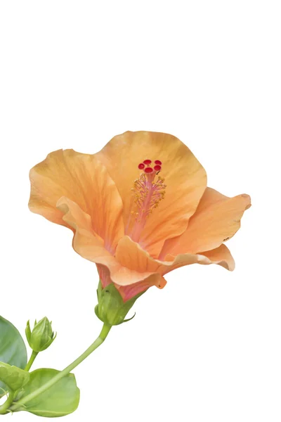 Orange hibiscus blomma — Stockfoto