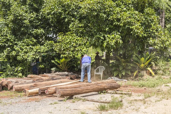 Arbeiter schneidet den Baumstamm — Stockfoto