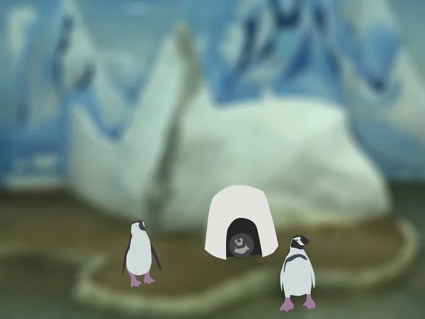 Pingüinos cerca del iglú — Foto de Stock