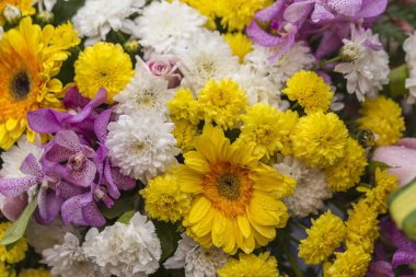 Taze Longlived lahana