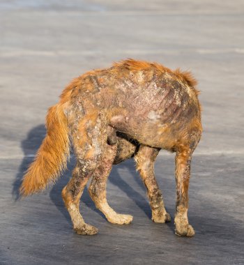 Uyuz köpek yara izi ile