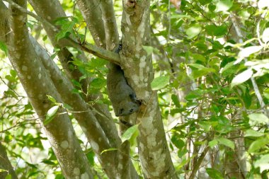 Squirrel on banyan tree in nature in Thailand