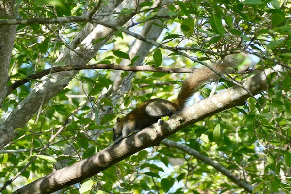 Squirrel Banyan Tree Nature Thailand — Fotografia de Stock