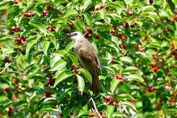 Gestreifte Kehlige Bulbul Vogel Genießen Sie Die Früchte Des Banyan — Stockfoto