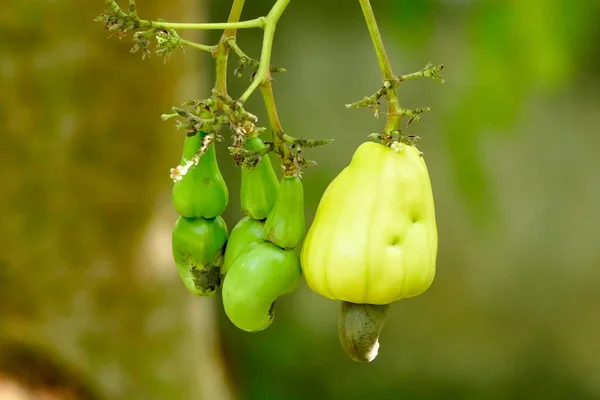 Ripe Yellow Cashew Nut Fruits Growing Tree —  Fotos de Stock