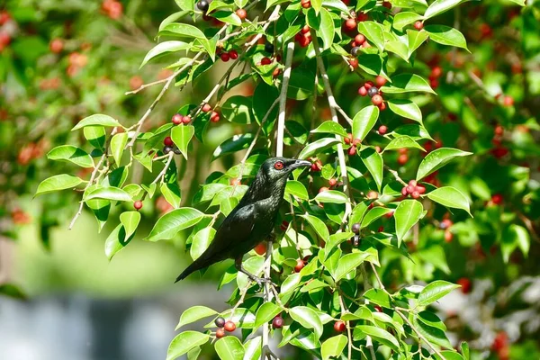 Азійські Glossy Starling Bird Полюбляють Їсти Плоди Баньяна Їжа Птахів — стокове фото