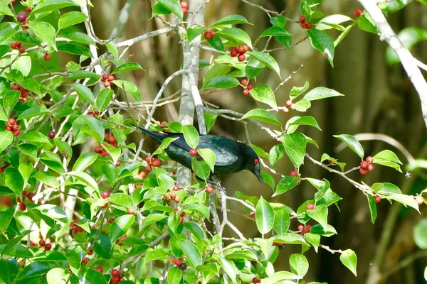 Asian Glossy Starling bird enjoy eating fruit of banyan tree (food of birds and various animals in tropical rainforest) in nature in Thailand