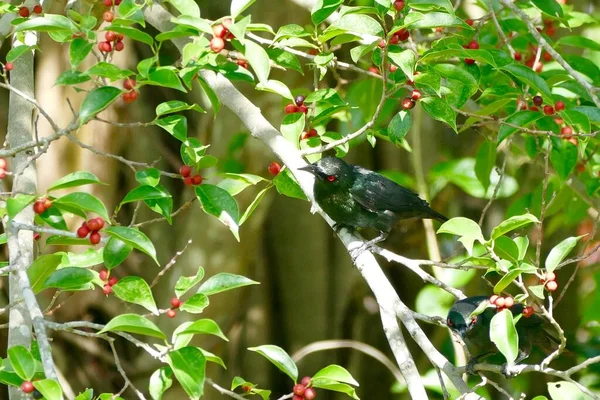 アジアの光沢のあるスターリングバードは タイの自然の中でガジュマルの木 熱帯雨林の鳥や様々な動物の食べ物 の果物を食べることを楽しんでいます — ストック写真