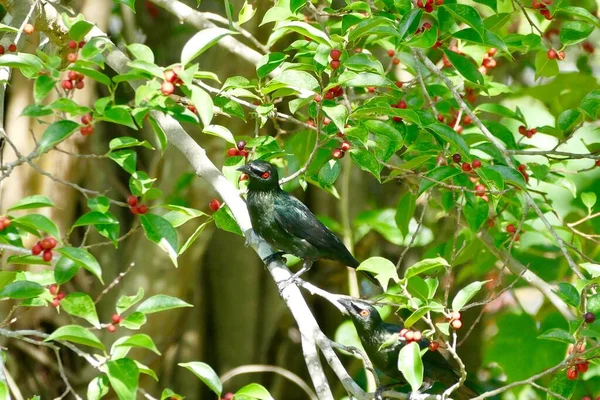 Pájaro Estornino Brillante Asiático Disfruta Comiendo Fruta Árbol Banyan Alimento — Foto de Stock