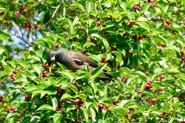 Mynas bird enjoy eating fruit of banyan tree (food of birds and various animals in tropical rainforest) in nature in Thailand