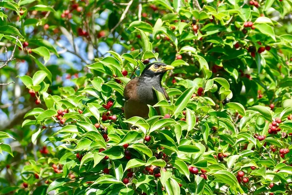 Mynas Bird Enjoy Eating Fruit Banyan Tree Food Birds Various — 스톡 사진
