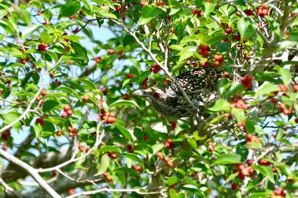 Weibliche Asiatische Koelvogel Genießen Frucht Des Banyan Baums Nahrung Von — Stockfoto