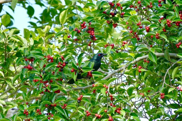 Asiatisk Glossy Starling Fågel Njuta Att Äta Frukt Banyan Träd — Stockfoto