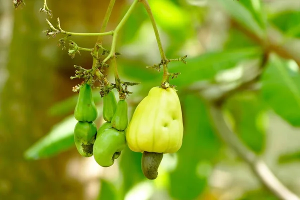 Ripe Yellow Cashew Nut Fruits Growing Tree — Stock fotografie