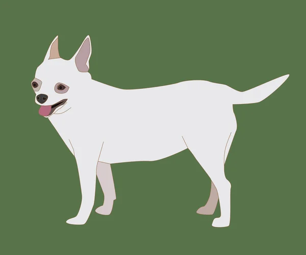 Chihuahua hund weiß — Stockvektor