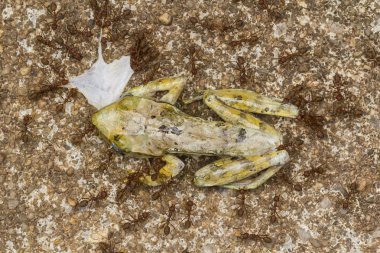 Ağaç kurbağası Karıncalar yemek