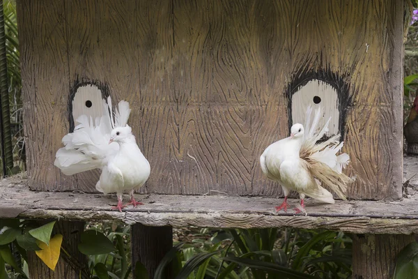 Die dekorative weiße Taube — Stockfoto