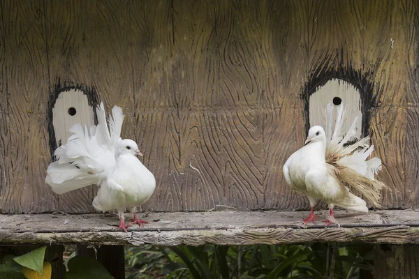The decorative white dove — Stock Photo, Image