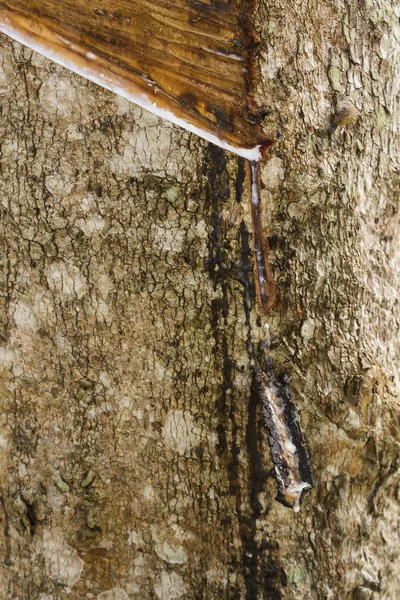 Rubber Tree — Stock Photo, Image