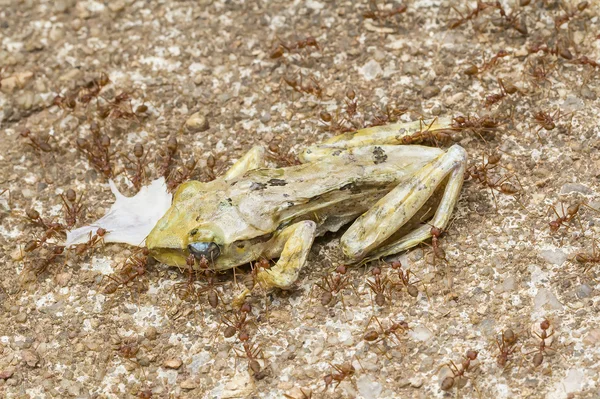 Ants eat tree frog — Stock Photo, Image