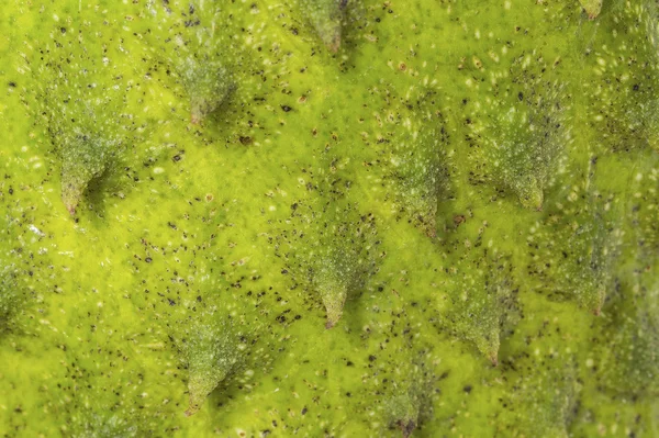 Sauerampfer oder stacheliger Puddingapfel oder durischer Belanda (annona muric) — Stockfoto