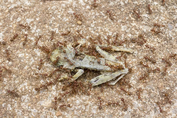 Dead Tree Frog — Stock Photo, Image