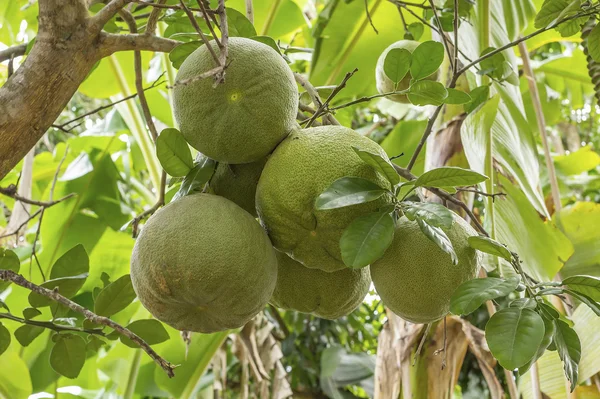 Färska grapefrukter på träd — Stockfoto