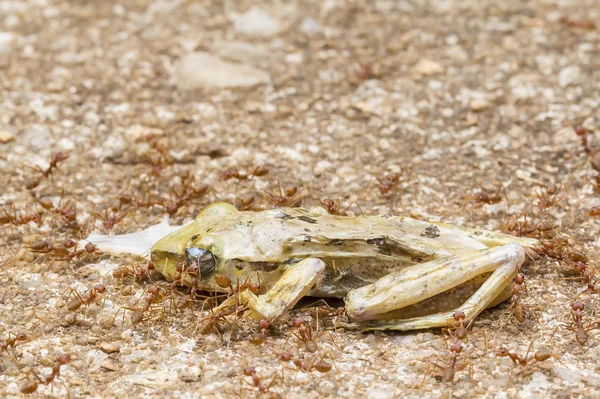 Μυρμήγκια τρώνε δενδροβάτραχος — Φωτογραφία Αρχείου